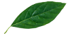 leaf-1-100x51-1