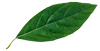 leaf-1-100x51-1