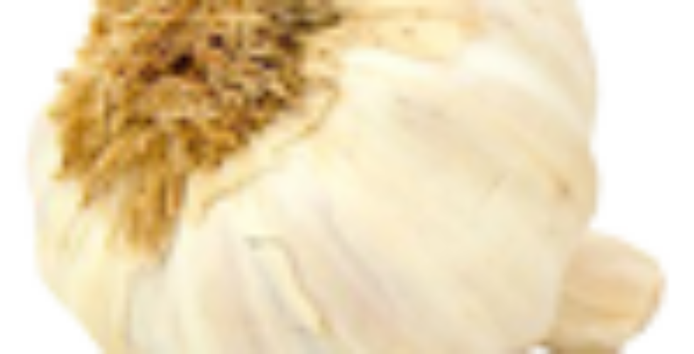 garlic-100x89-1