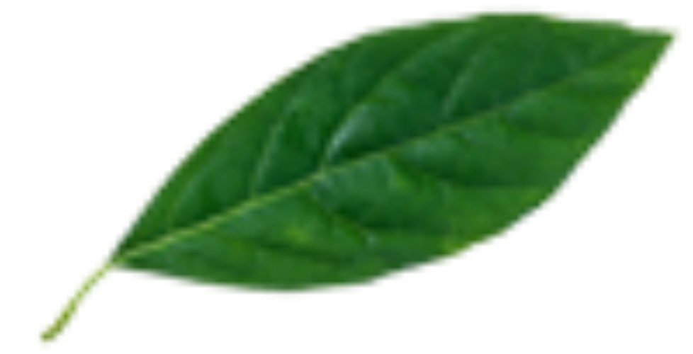 leaf-1-100x51-1
