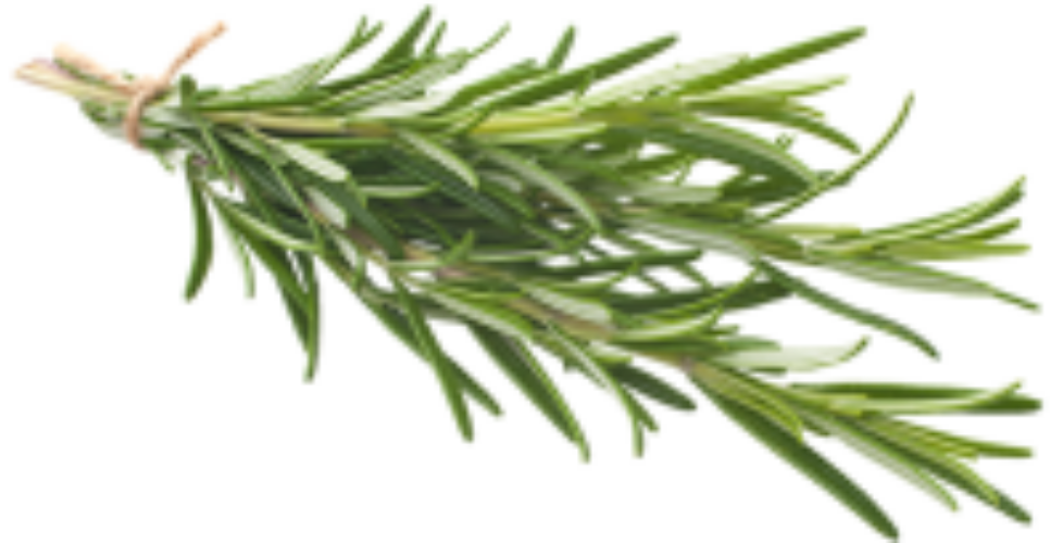 rosemary-200x110-1