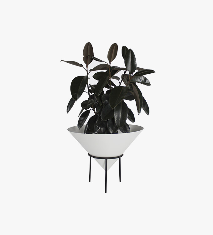 vase-plant